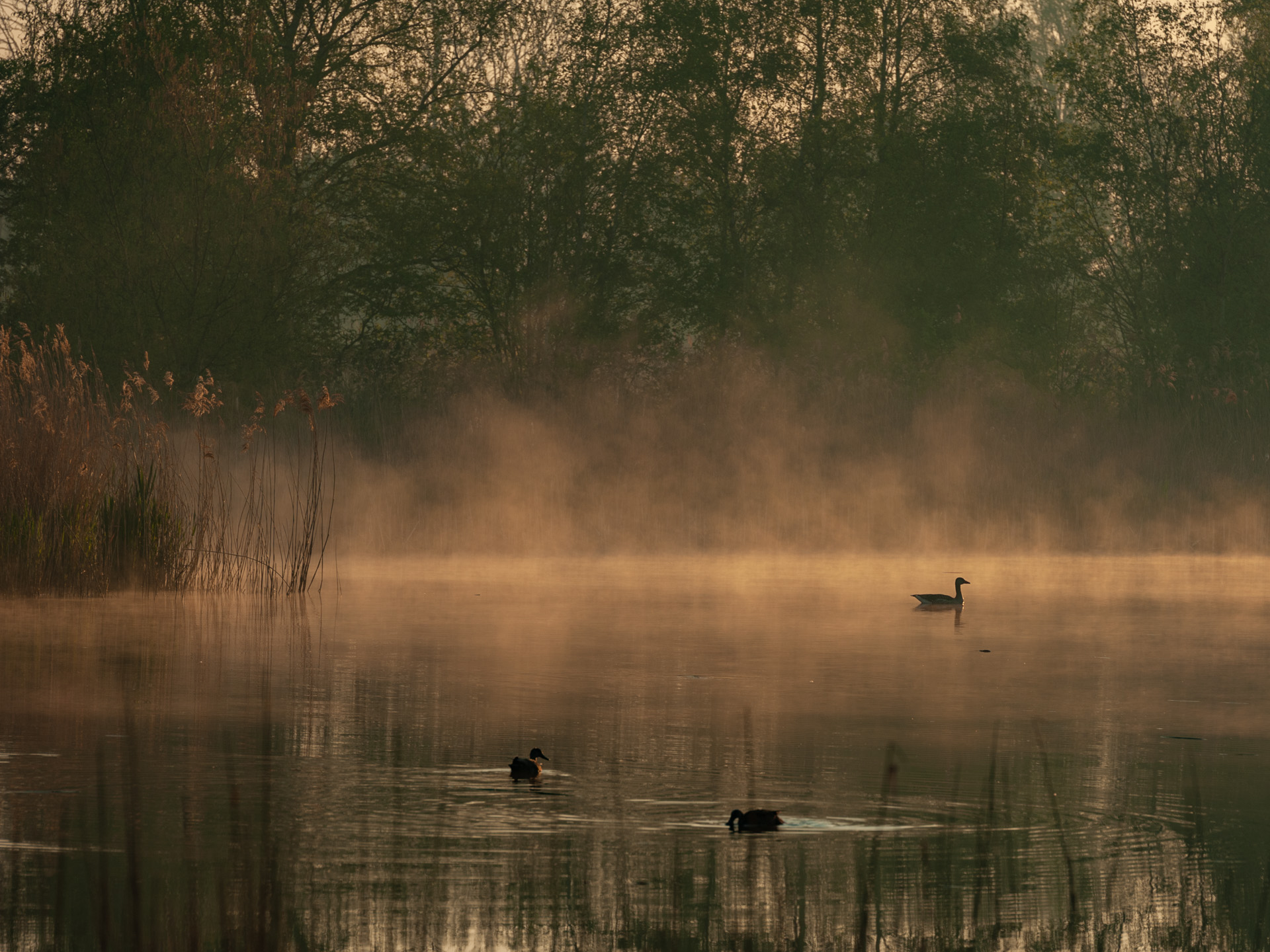 plas ochtendnevel-0307.jpg